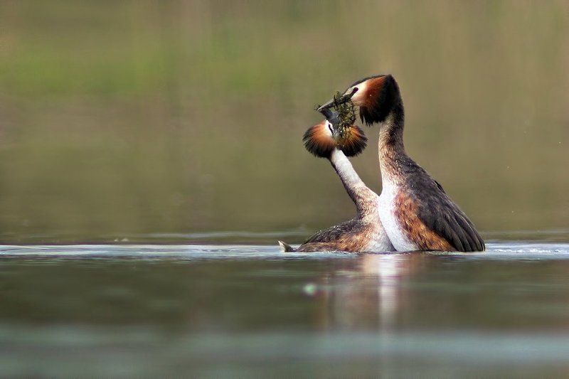чомга, , , голям, гмурец, , , podiceps, cristatus, , , great, crested, grebe Чомга - ухаживаниеphoto preview