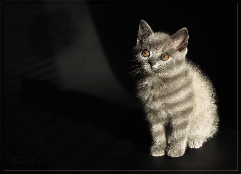 котята, тени Кошкотени фото превью