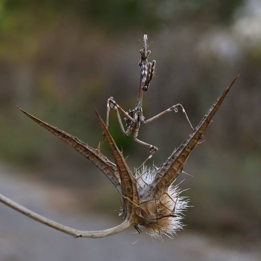КАРАТЭ.ШКОЛА БОГОМОЛА.ЭМПУЗА.. Автор: Игорь ФУММ , Игорь ФУММ