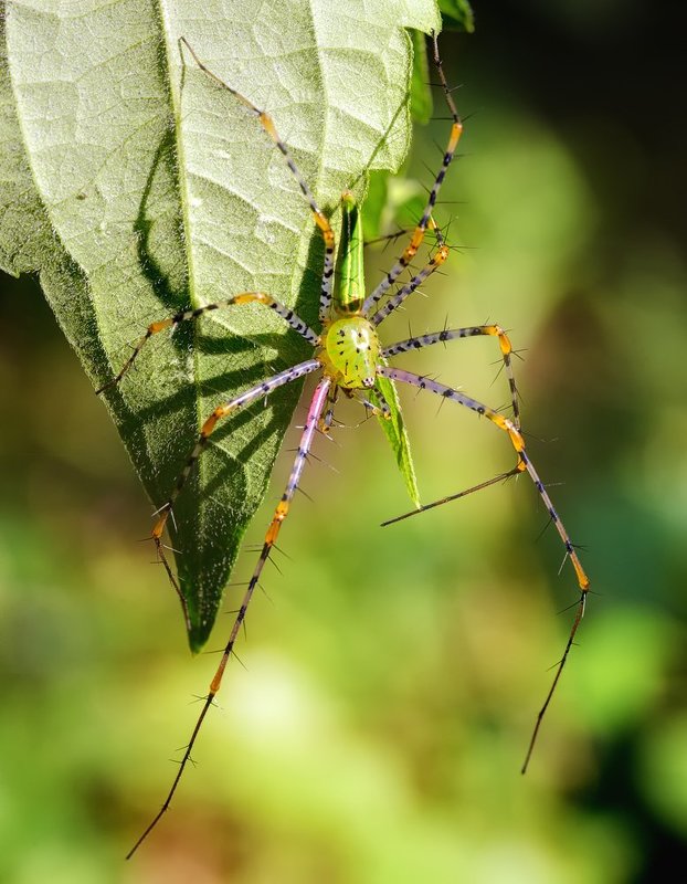 macro, closeup, макро,  gnilenkov ***photo preview