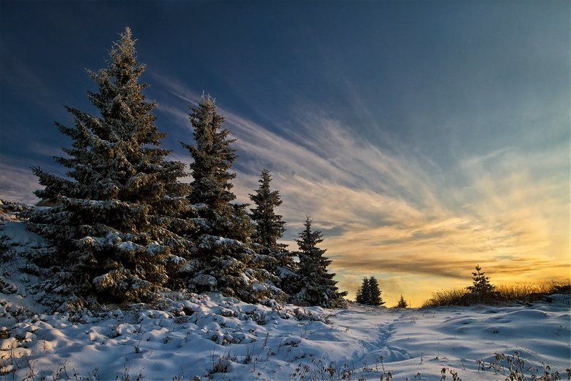 Vitoshaphoto preview