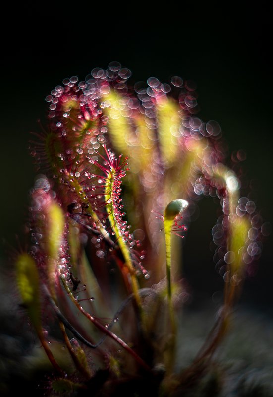 Bokeh masterphoto preview