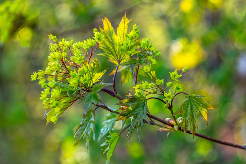 клён, весна, листья, лес photo preview