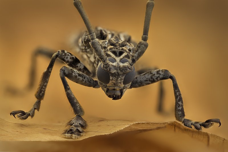 macro, beetle Phrynetopsis Fuscicornisphoto preview