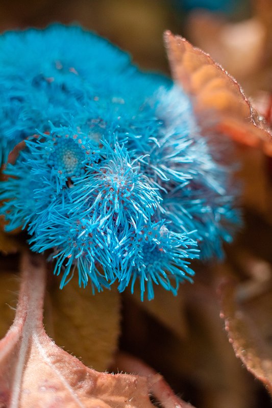 макро, цветок, природа, растение, макромир, максросъёмка, лето, цвет ***photo preview