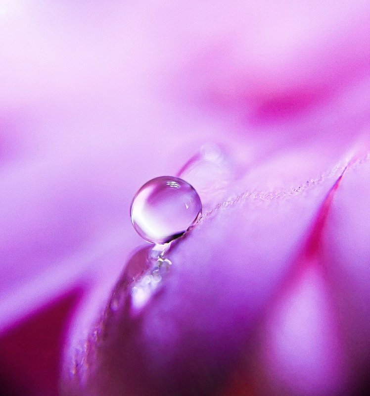 macro  Dropsphoto preview