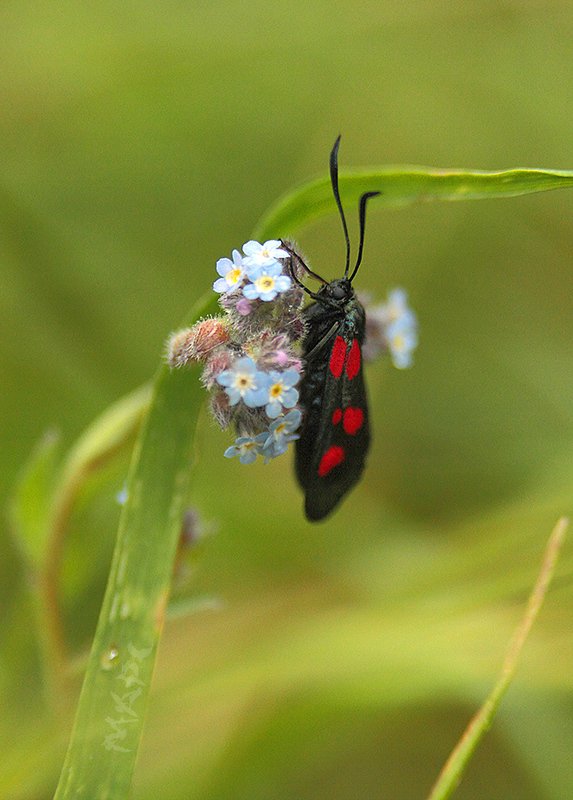 животные насекомые пестрянка таволговая Пестрянка таволговаяphoto preview