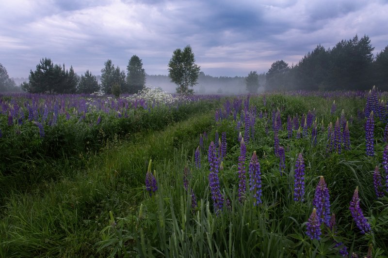 Люпиновый вечерphoto preview