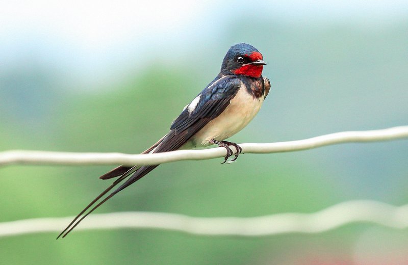 фотографалинция, алинциясавельева ласточка фото превью