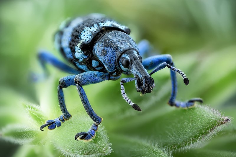 macro Eupholus lineiiphoto preview