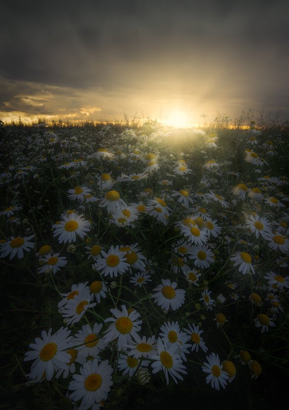 Summer sunsetphoto preview