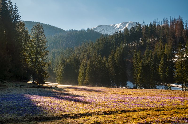 #landscape #panoramic #photo #nikon #poland #adventure #sunrise #mountains #outdoors #nature #tree  #snow #light Chocholowska Valleyphoto preview