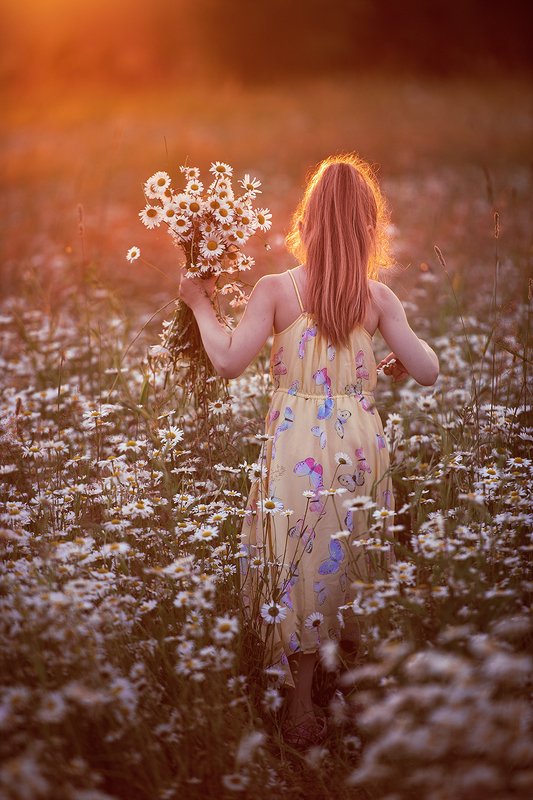 Ромашковое полеphoto preview