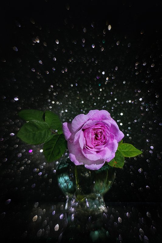 helios-44m, manual lens, мануальная оптика, beautiful, красивый, moment, момент, summer, лето, летний, still life, натюрморт, bokeh, боке, flower, цветок, pink, розовая, tea-rose, чайная, rose, роза, Летним вечером в нашей галактике...photo preview