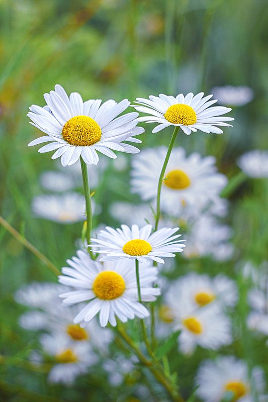 helios-44m, manual lens, мануальная оптика, beautiful, красивый, moment, момент, nature, природа, summer, лето, летния, flowers, цветы, #white #белая chamomile, ромашка, Привет, ромашки, июньские милашки :)photo preview
