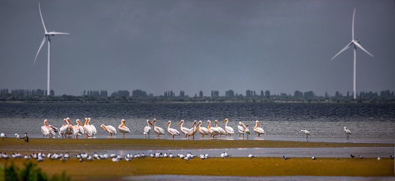 джарылгач, панорама, пейзаж, пеликаны Dust In The Wind фото превью