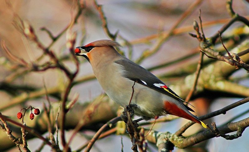 птицы,фото животных Свиристель на рябине.photo preview