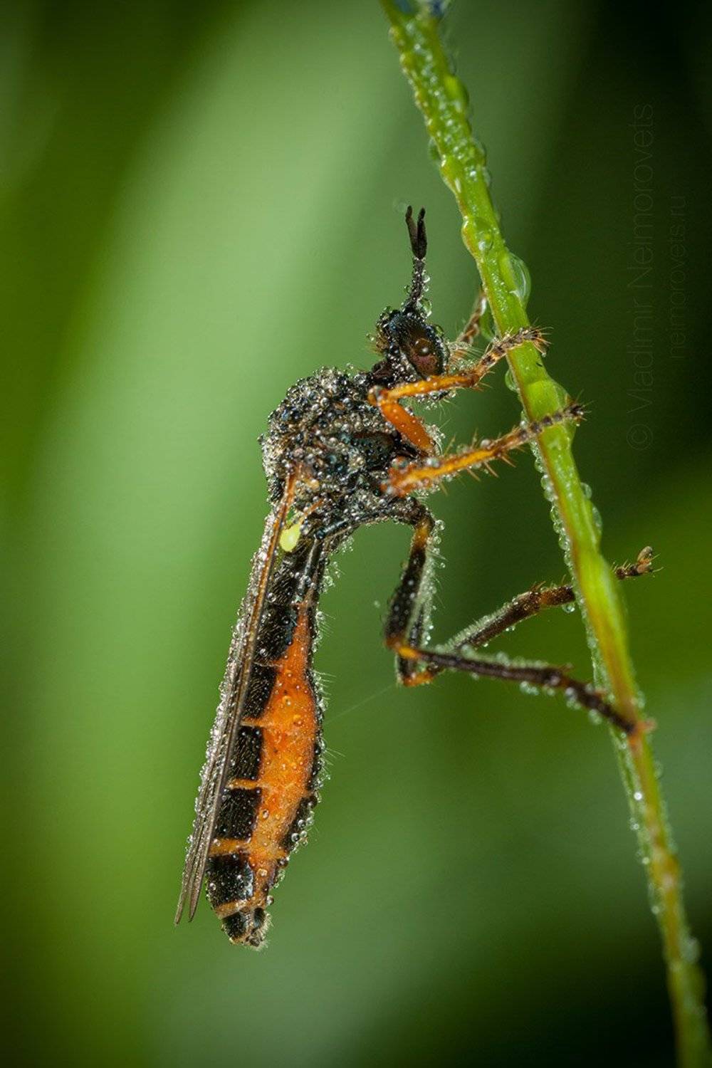 common red-legged robberfly, Dioctria rufipes, robber fly,  Asilidae, fly, morning, grass, dew, drops, Pudomyagi, Gatchina district, Leningrad Region, Russia, Владимир Нейморовец