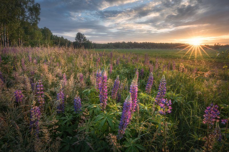 wildflower lupine sunrise sunstar sky clouds colours mood Podlasie Poland Fairytales from Podlasie...photo preview