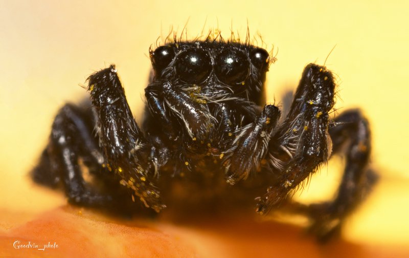 паук-скакун, природа, макро, красота, пауки, фауна Портретphoto preview