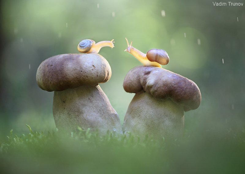 улитка, белый гриб,  макро *** фото превью