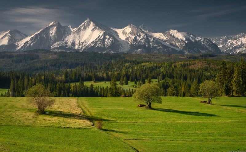 #landscape #panoramic #photo #nikon #poland #adventure #sunrise #mountains #outdoors #nature #tree #meadow #forest #snow Three Treesphoto preview