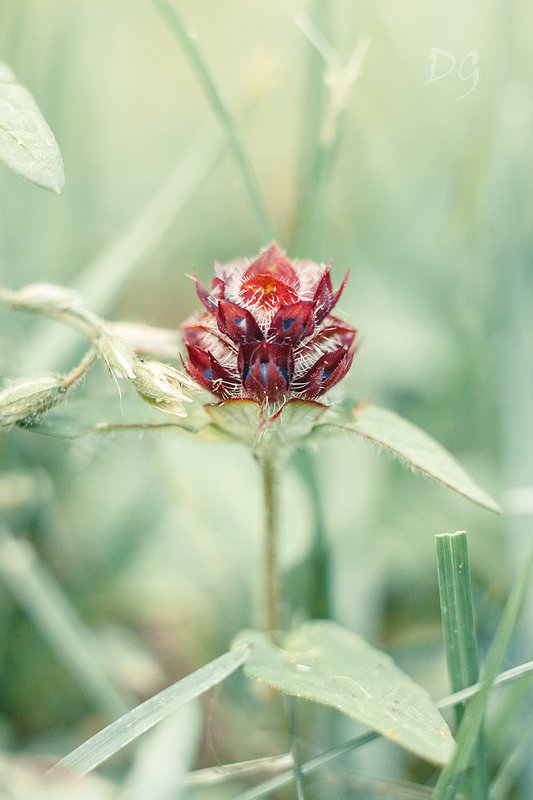 макро, цветок, природа, растение, макромир, максросъёмка, лето, цвет Цветочная головаphoto preview