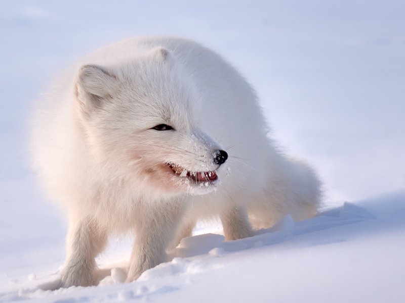 полярный лис, тундра, заполярье, зима, песец Вкусняшка!photo preview