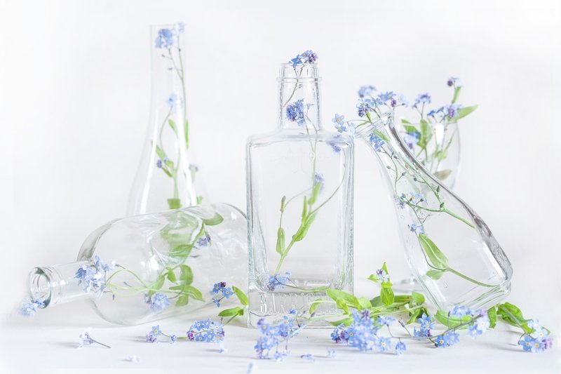 Незабудкиphoto preview