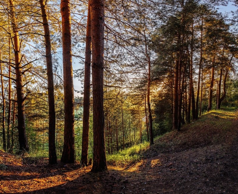 иваново, Лежнево. Ивановская область В сосновом боруphoto preview