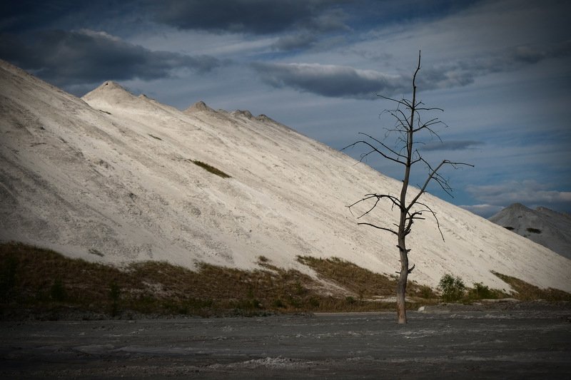 беларусь, гомель, горы, экология The lust treephoto preview