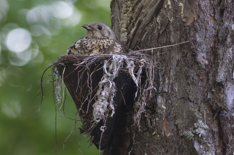 в железном гнездеphoto preview