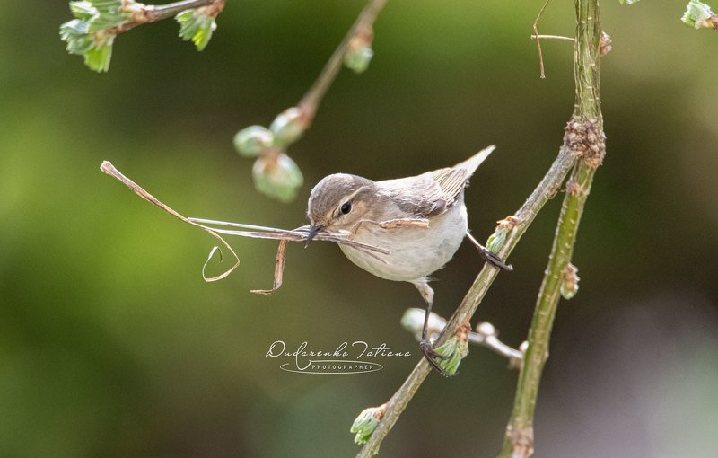 birdswatching; птицы строительphoto preview
