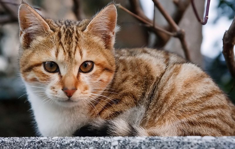 Рыжийphoto preview