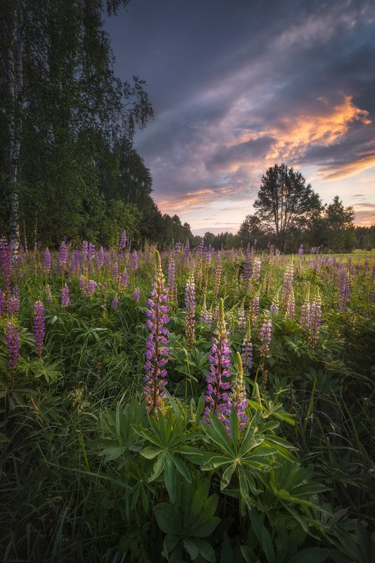 wildflower lupine dusk sky clouds colours trees outdoors Podlasie Poland Fairytales from Podlasie...photo preview
