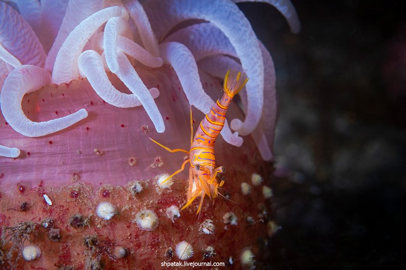 Дайвинг на севере Приморья. Бухта Рудная. Июнь 2020.photo preview