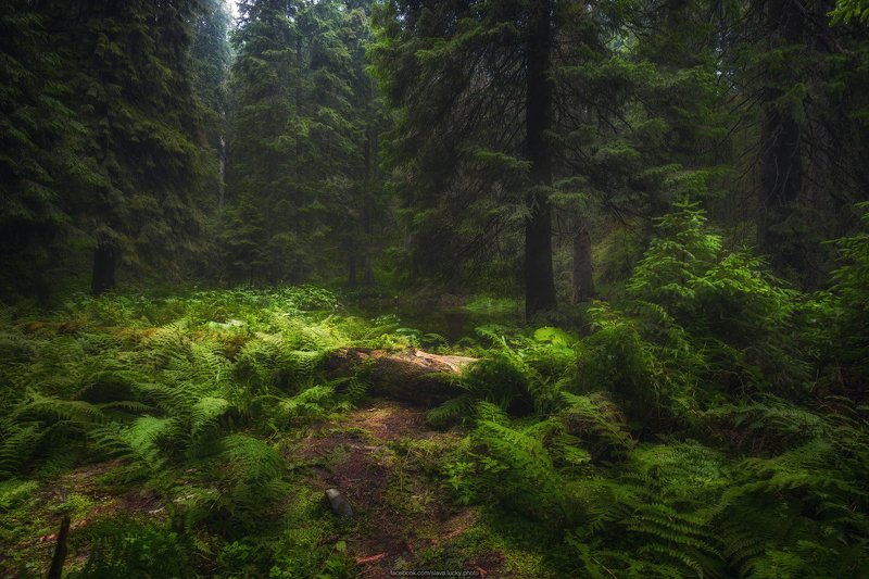 лес, тропа, папоротник, горы, карпаты, природа У горного озераphoto preview