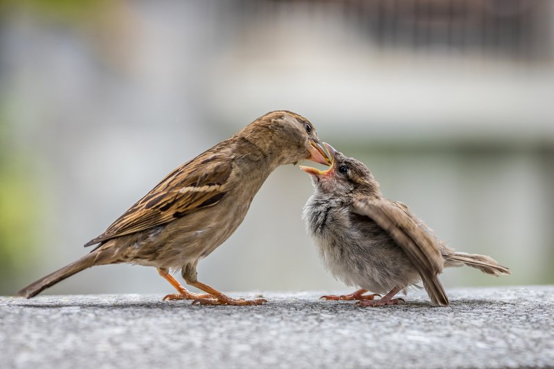 bird, sparrow, nature, animal, feeding, young, outdoor, city, mother, Feedingphoto preview
