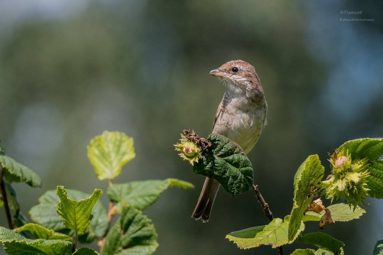 Орешки. Автор: Дронов Константин сорокопут жулан, птицы, фотоохота, орешник, Дронов Константин