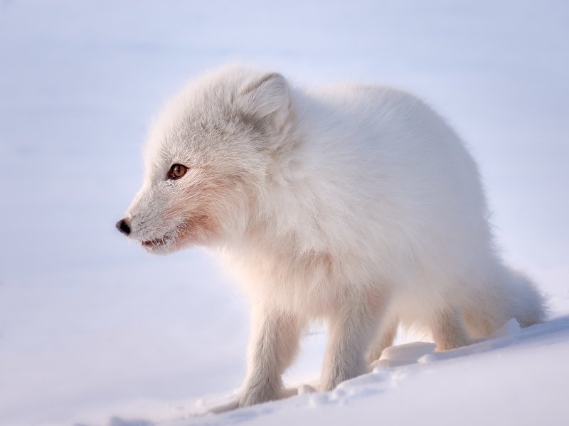 полярный лис, тундра, заполярье, зима, песец В ожидании...photo preview