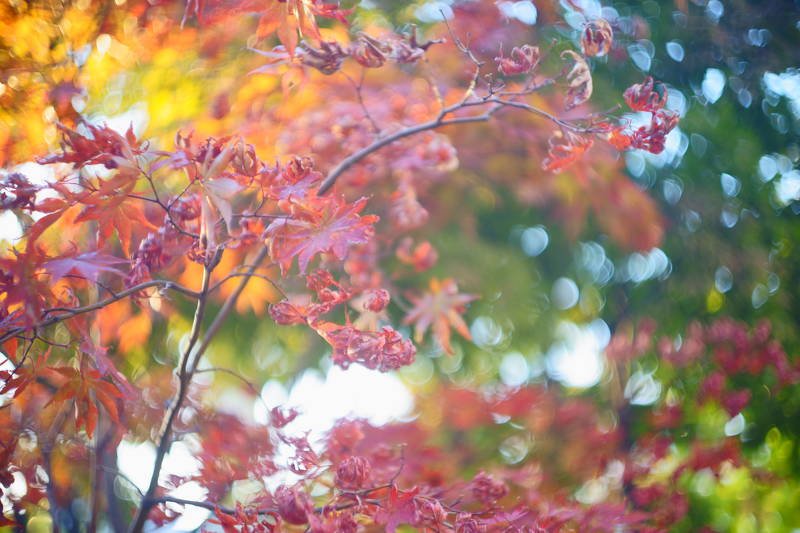 south korea, seoul, autumn, bokeh, maple, close-up, colorful, autumn leaves, Maple and bokehphoto preview