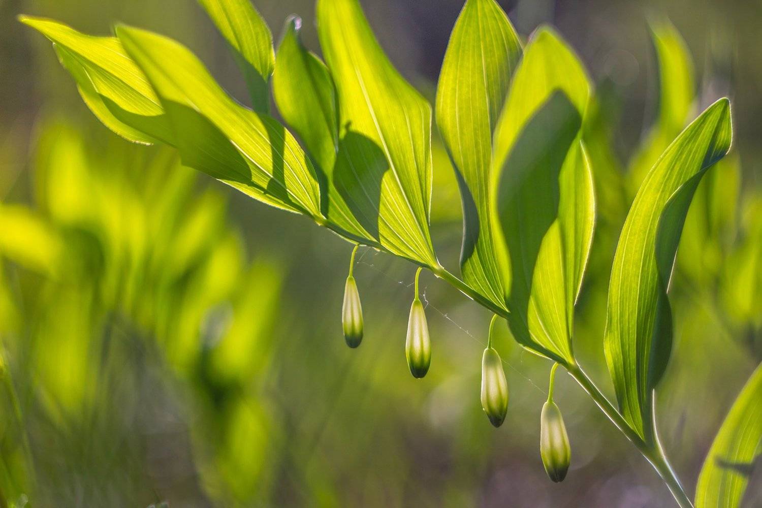 весна, цветы, Руслан Востриков
