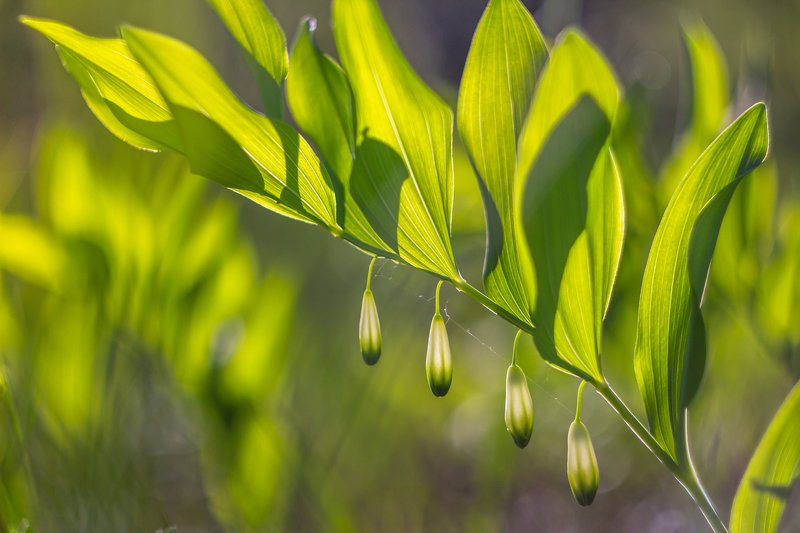 весна, цветы photo preview