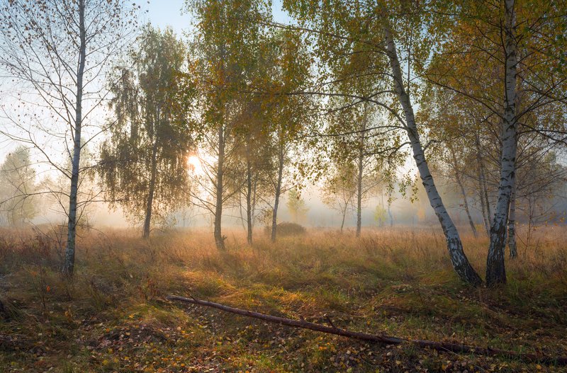 луг, осень, октябрь, утро, рассвет, туман Разливало солнце лучи золотыеphoto preview