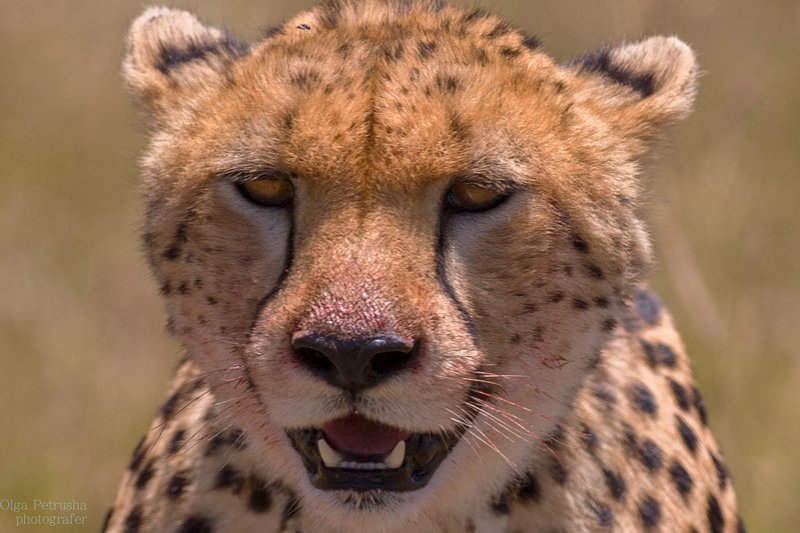 гепард, портрет, африка, кения, масаи-мара, кровь Портрет гепарда. Когда забыл умыться;)photo preview