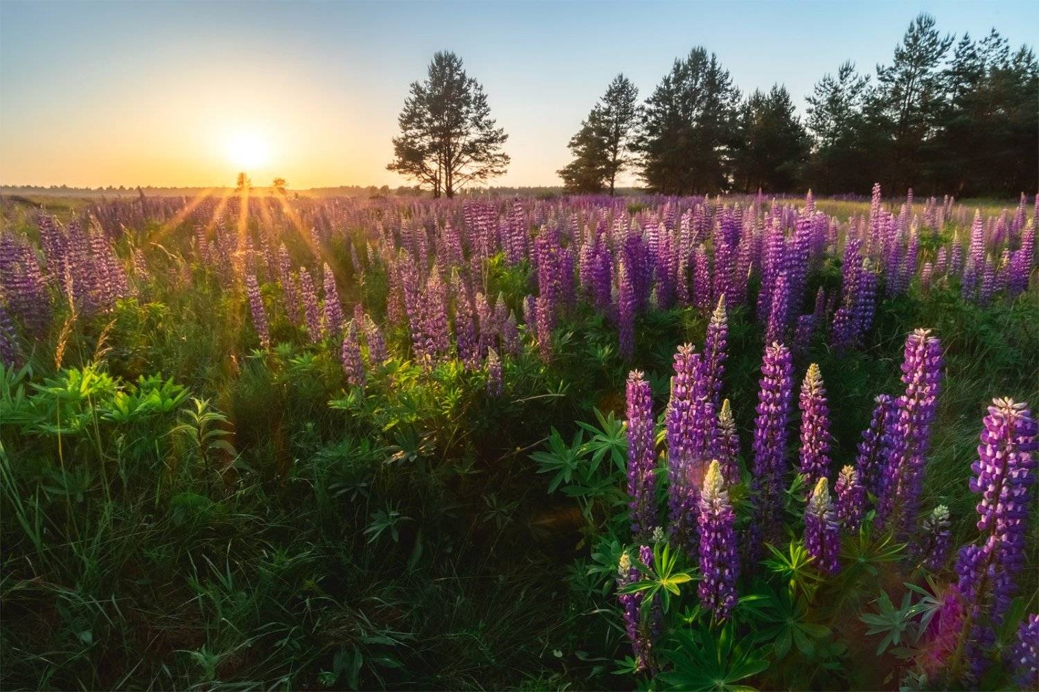 ***. Автор: Майя Афзаал люпины, Майя Афзаал