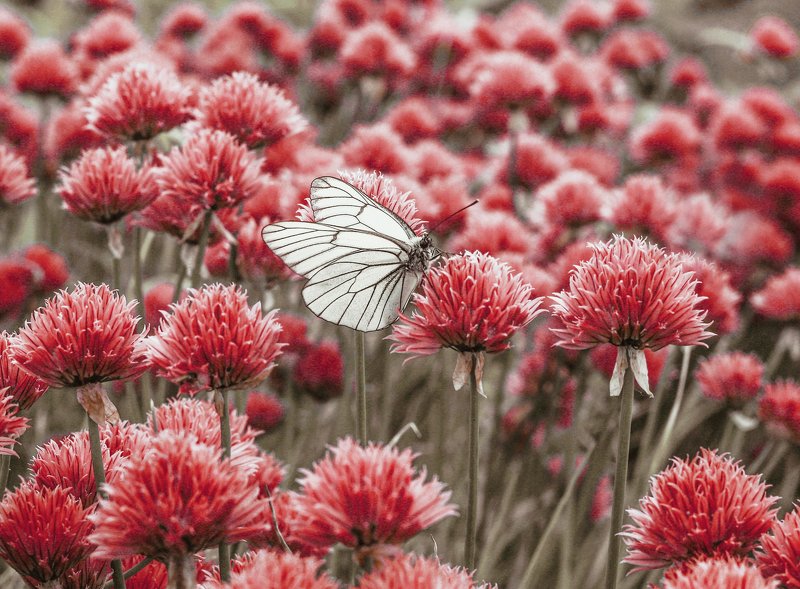фотографалинция, алинциясавельева капустница без капусты фото превью