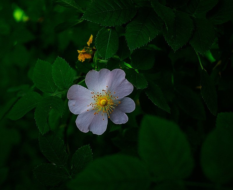 цветочекphoto preview