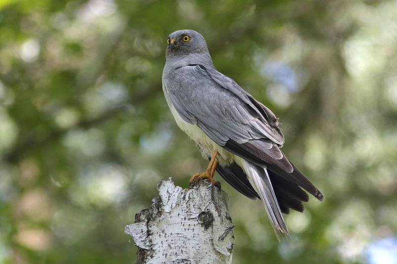 лунь седой как луньphoto preview