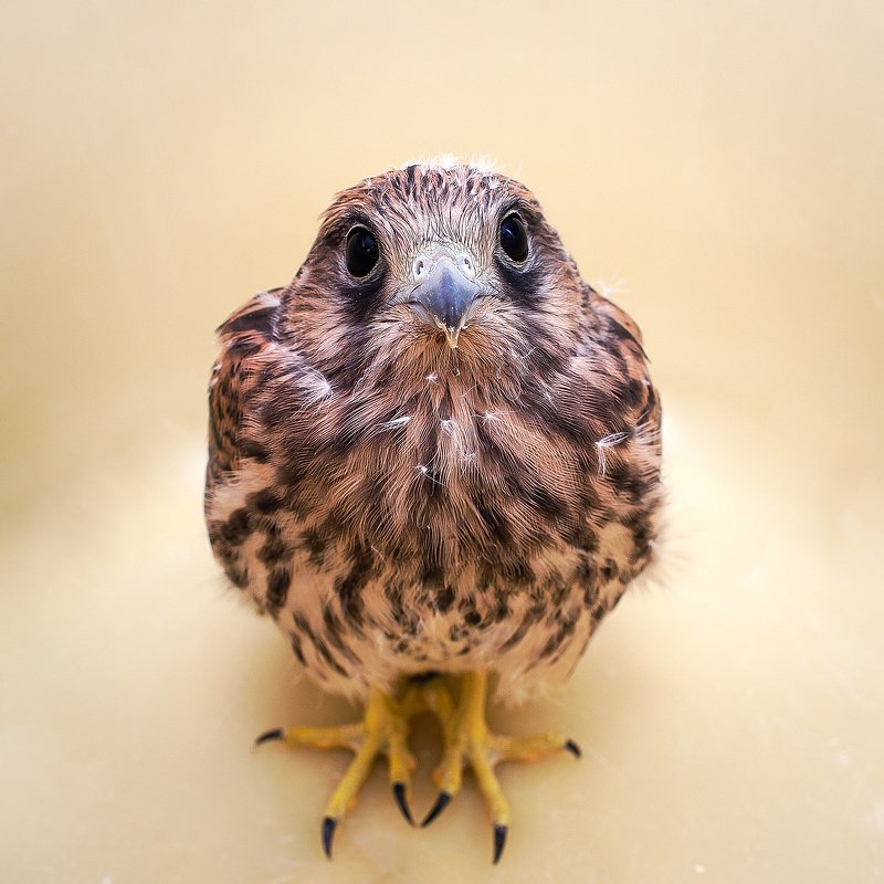 А что это вы здесь делаете?photo preview